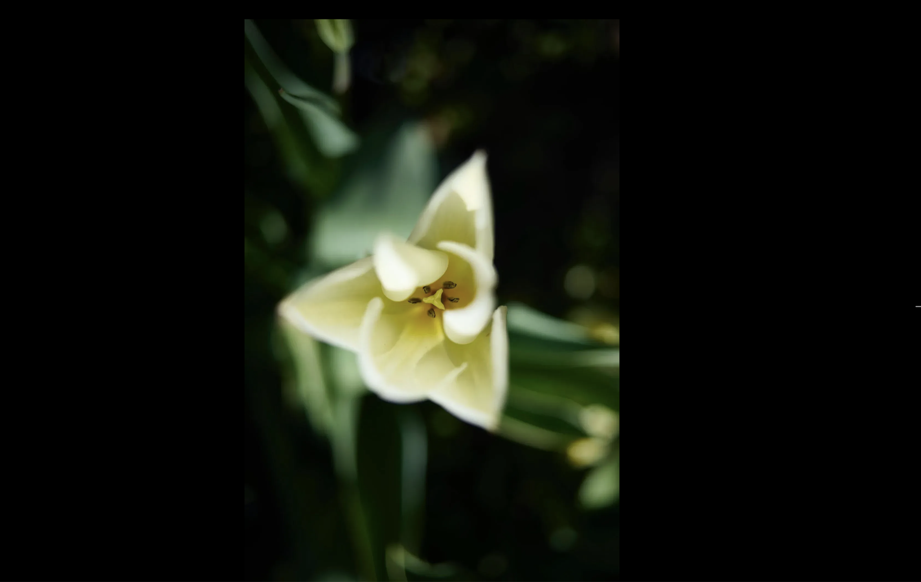 Close-up white flower photograph on a dark background | Solo AI website creator