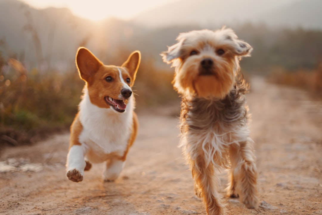 Best website builder for dog breeders in 2025